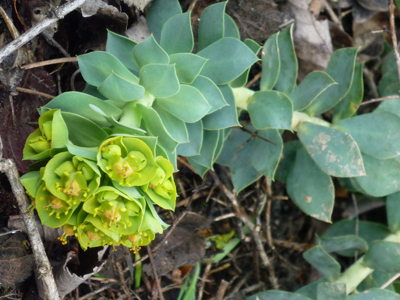 Euphorbia myrsinites